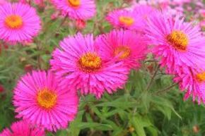 Aster d'automne de Nouvelle-Angleterre 'Alma P�tschke'
