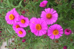 Aster d'automne de Nouvelle-Angleterre 'Andenken an P. Gerber'