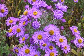 Aster d'automne de Nouvelle-Angleterre 'Barr's Blue'
