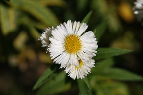 Aster d'automne de Nouvelle-Angleterre 'Herbstschnee'