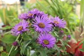Aster d'automne de Nouvelle-Angleterre 'Purple Dome'