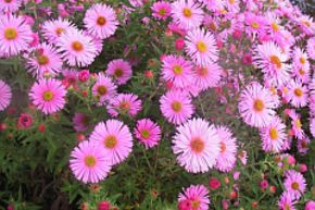 Aster d'automne de Nouvelle-Angleterre 'Rosa Sieger'