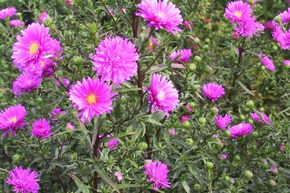 Aster rose vif