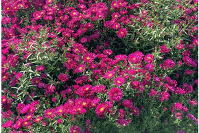 Aster 'Royal Ruby'