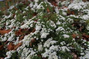 Aster couvre-sol 'Snow Flurry'