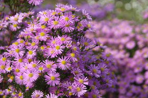 Aster rose 'Pink Star'