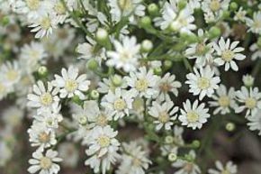 Aster 'Major'