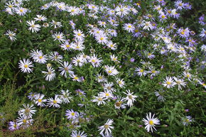 Aster des Pyr�n�es 'Lutetia'