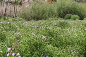 Aster � feuilles de sedum 'Nanus' - nain