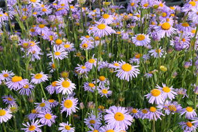 Aster de Printemps 'Wartburgstern'