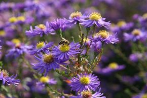 Aster grand d'automne 'Dauerblau'