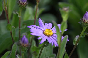 Aster de montagne 'Gl�cksfund'