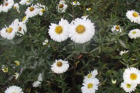 Aster grand d'automne 'White Ladies'