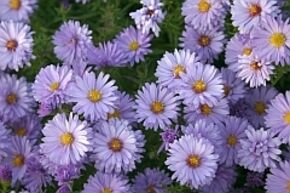 Aster en coussin 'Lady in Blue'