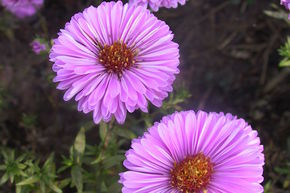 Aster grand d'automne 'Patricia Ballard'
