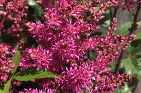 Astilbe du Japon 'Elisabeth van Veen'