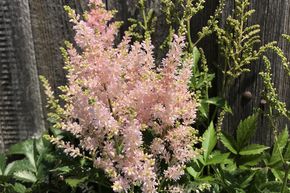 Astilbe du Japon 'Europa'