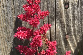 Astilbe d'Arends 'Fanal'