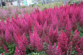 Astilbe d'Arends 'Paul Gaarder'