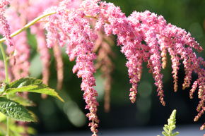 Astilbe 'Strau�enfeder'