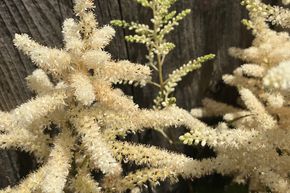 Astilbe du Japon 'Washington'