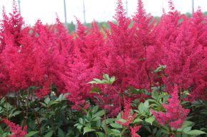 Astilbe du Japon 'Montgomery'