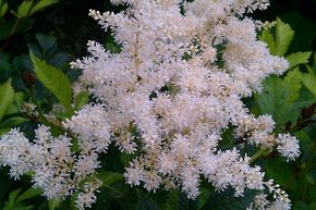 Astilbe d'Arends 'Brautschleier'