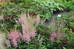 Astilbe d'Arends 'Cattleya'