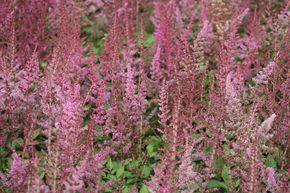Astilbe de Chine 'Veronica Klose'
