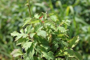 Astilbe de Chine nain