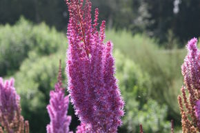 Astilbe de Chine 'Purpurlanze'