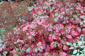 Astilbe d'Arends 'Color Flash'