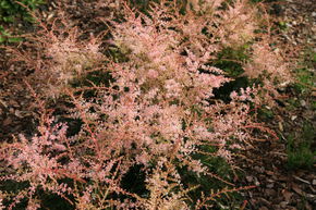 Astilbe naine 'Sprite'
