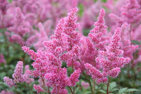 Astilbe du Japon 'Bremen'