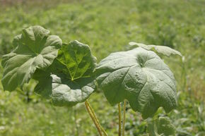 Astilboides