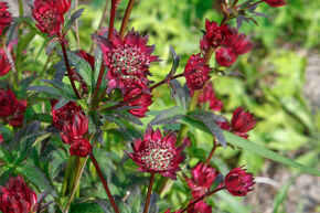 Grande astrance 'Moulin Rouge'