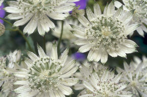 Grande astrance 'Snow Star'