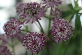 Astrance 'Star of Beauty'