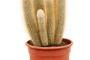 Cactus cierge