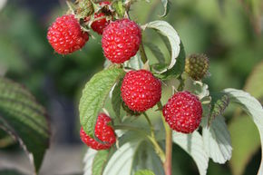 Framboisier d'automne Primeberry� 'Autumn Wildly�'