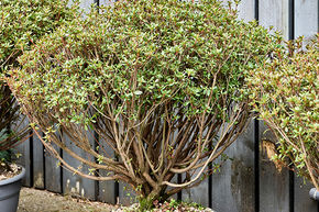 Azalea japonica 'Aladdin Scout' (80-100)