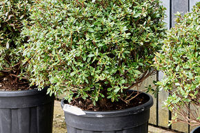Azalea japonica 'Aladdin Scout'