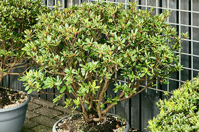 Azalea japonica 'Girard's Rose'