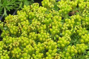 Coussin des Andes 'Nana'