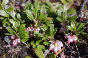 Raisin d'ours, Raisin d'ours v�ritable, Raisin d'ours � feuilles persistantes