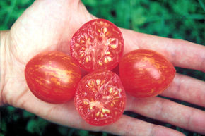 Tomate de balcon 'Fuzzy Wuzzy' (semences) BIO