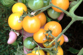 Tomate de balcon 'Ida Gold' (semences) BIO