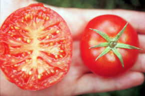 Tomate de balcon 'Silbertanne' (semences) BIO