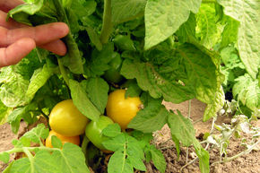 Tomate de balcon 'Tigerette Cherry' (Semences) BIO
