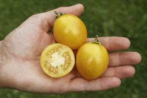 Tomate de balcon 'Tigerette Cherry'